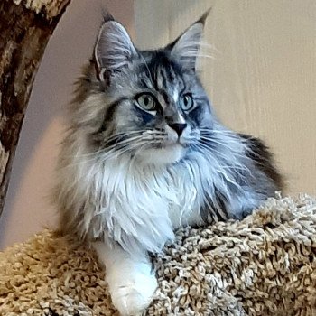 chat Maine coon black silver blotched tabby Safir Chatterie Kitten's Palace Elevage de Maine Coon