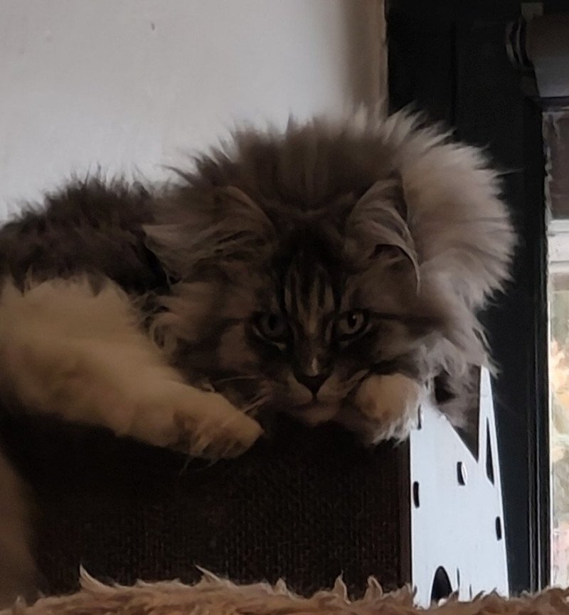 de Laf Safir Femelle Maine coon