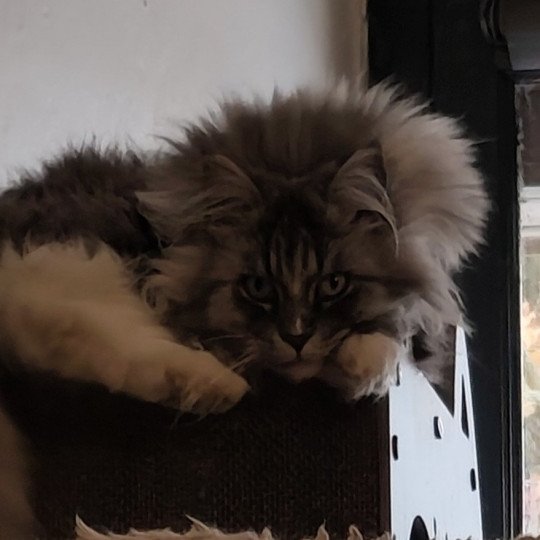 de Laf Safir Femelle Maine coon