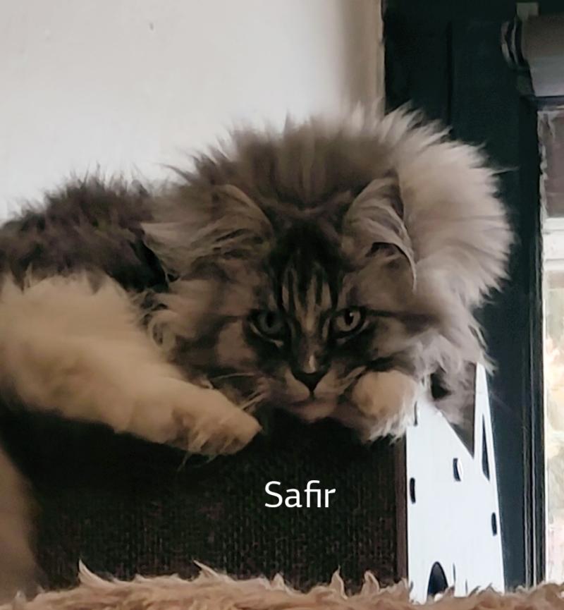 de Laf Safir Femelle Maine coon