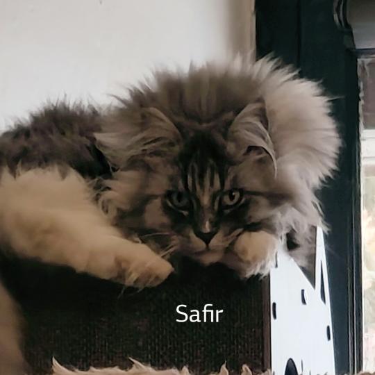 de Laf Safir Femelle Maine coon