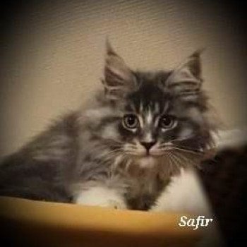 chat Maine coon black silver blotched tabby Safir Chatterie Kitten's Palace