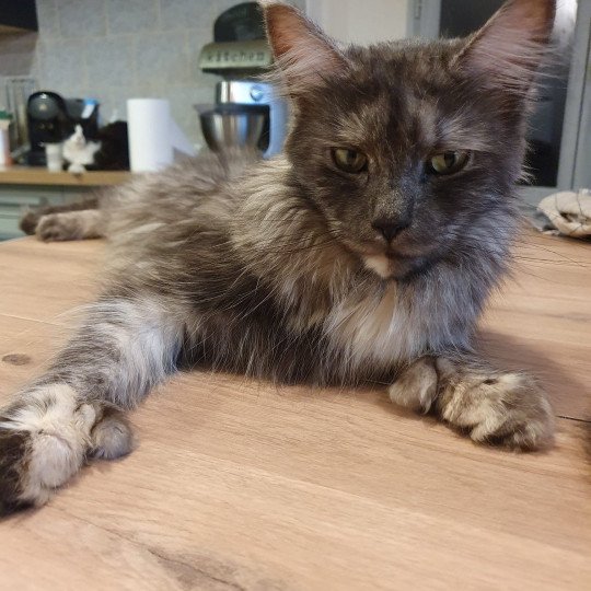 Scarlette Femelle Maine coon