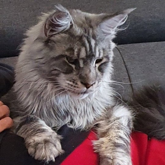 Nauthilexcoon Simba Mâle Maine coon