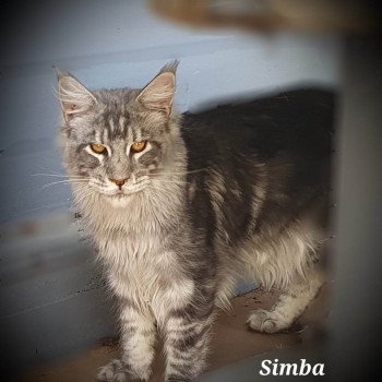 chat Maine coon black silver blotched tabby Simba Chatterie Kitten's Palace
