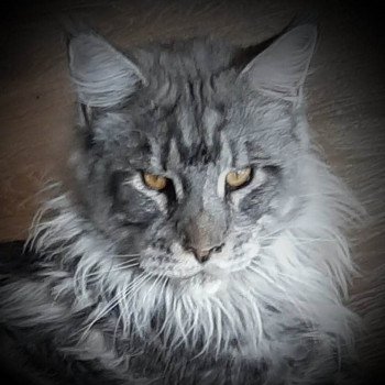 chat Maine coon black silver blotched tabby Simba Chatterie Kitten's Palace