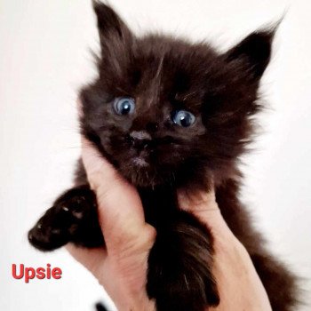 chaton Maine coon black Upsie Chatterie Kitten's Palace Elevage de Maine Coon