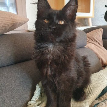 chaton Maine coon black Upsy Chatterie Kitten's Palace Elevage de Maine Coon