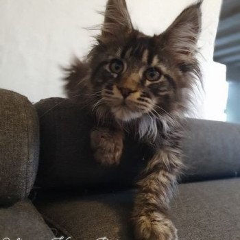 chaton Maine coon brown mackerel tabby Ukresse Chatterie Kitten's Palace Elevage de Maine Coon