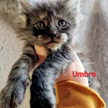 chaton Maine coon black smoke Urus Chatterie Kitten's Palace Elevage de Maine Coon