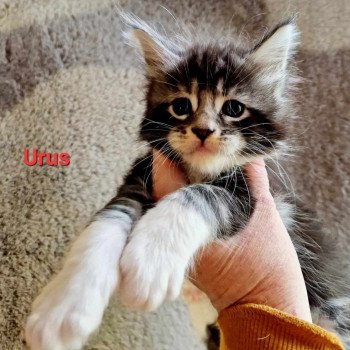 chaton Maine coon black silver blotched tabby Urus Chatterie Kitten's Palace Elevage de Maine Coon