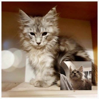 chaton Maine coon Ubellule Chatterie Kitten's Palace Elevage de Maine Coon