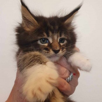 chaton Maine coon brown blotched tabby Uliana Chatterie Kitten's Palace Elevage de Maine Coon