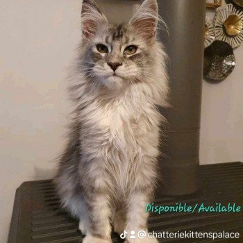 chaton Maine coon black silver blotched tabby Uliana Chatterie Kitten's Palace Elevage de Maine Coon