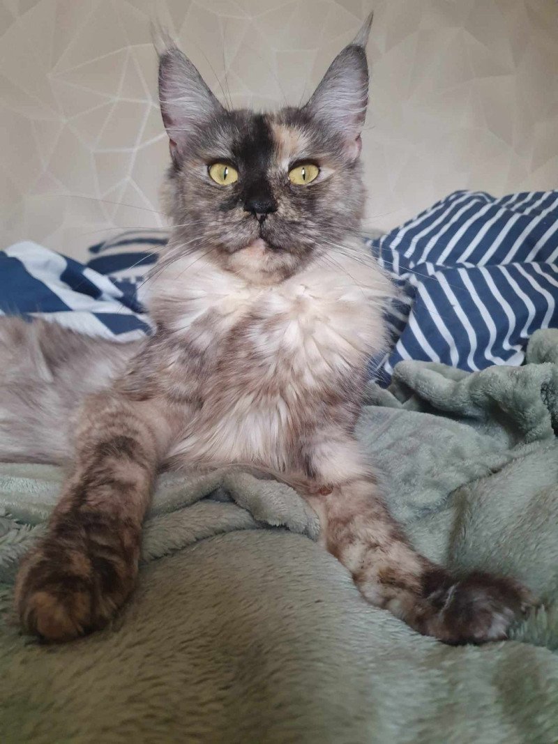 Uranus Femelle Maine coon