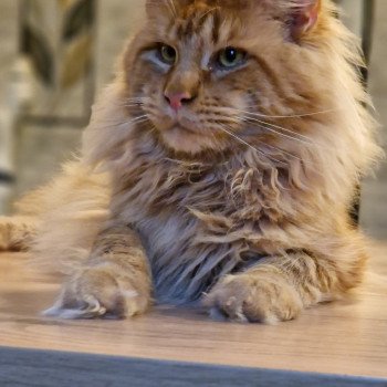 de la Réverie Urban Mâle Maine coon