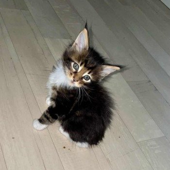 chaton Maine coon brown blotched tabby Uriah Chatterie Kitten's Palace Elevage de Maine Coon