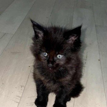 chaton Maine coon black Usher Chatterie Kitten's Palace Elevage de Maine Coon