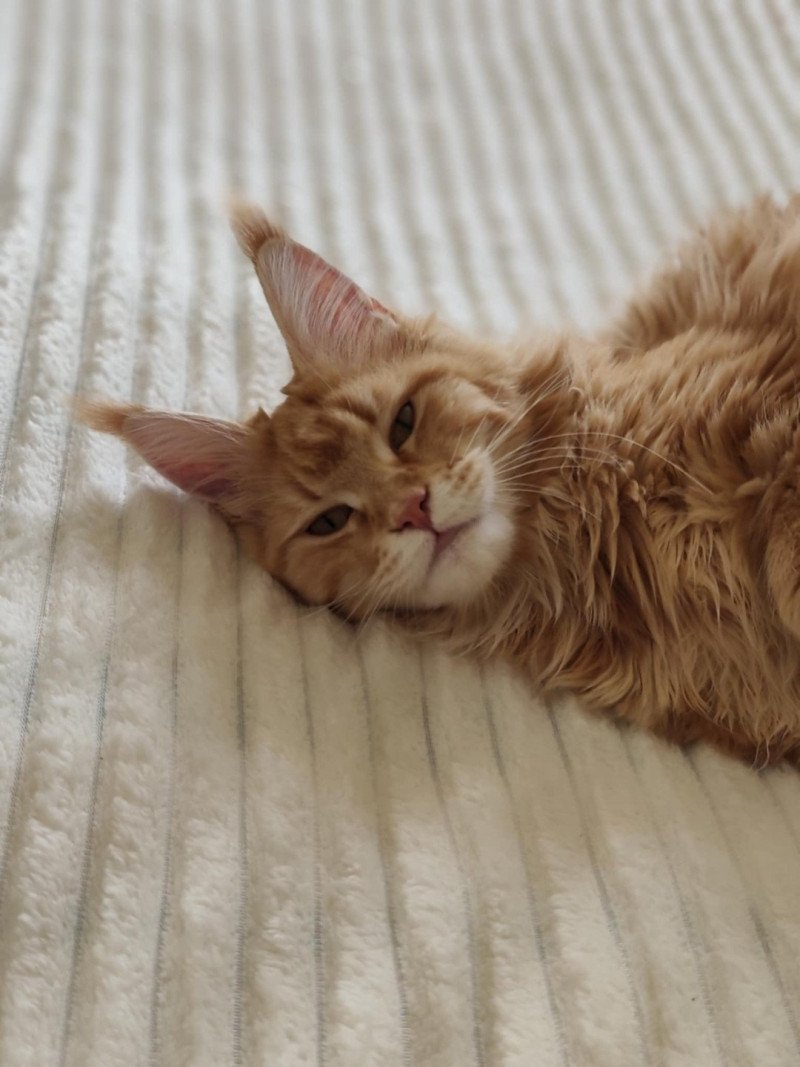 Vaïana Femelle Maine coon