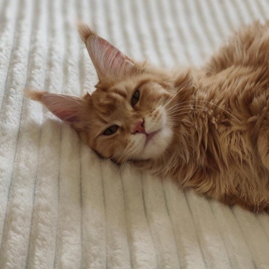 Vaïana Femelle Maine coon