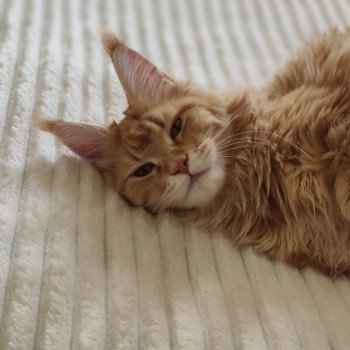 chat Maine coon red blotched tabby Vaïana Chatterie Kitten's Palace Elevage de Maine Coon