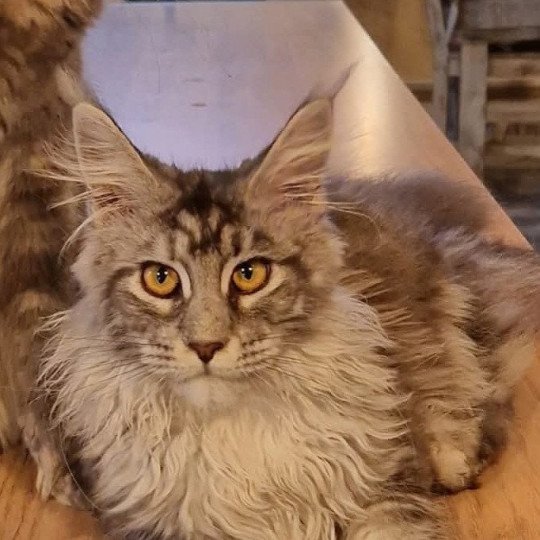 Vanille Kitten's Palace Femelle Maine coon