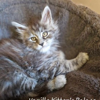 chaton Maine coon black silver blotched tabby Vanille Chatterie Kitten's Palace Elevage de Maine Coon