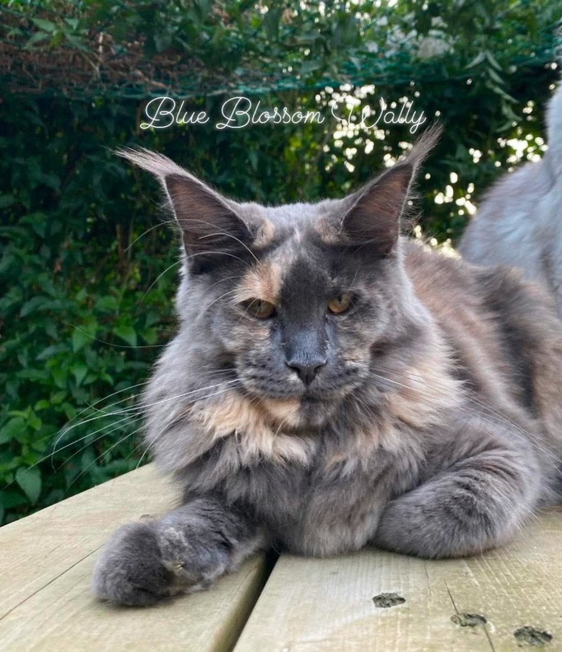 Blue Blossom Wally Femelle Maine coon
