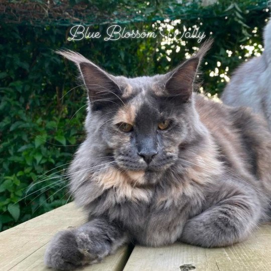 Blue Blossom Wally Femelle Maine coon
