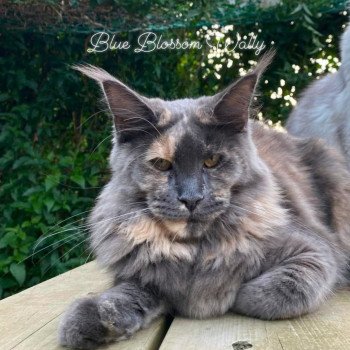 chat Maine coon blue tortie Wally Chatterie Kitten's Palace Elevage de Maine Coon