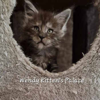 chaton Maine coon black smoke Wendy Chatterie Kitten's Palace Elevage de Maine Coon