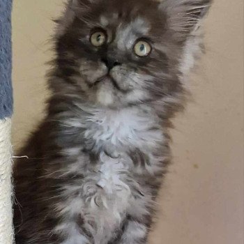 chaton Maine coon black smoke Wendy Chatterie Kitten's Palace Elevage de Maine Coon