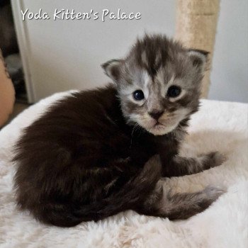chaton Maine coon black silver blotched tabby Yoda Chatterie Kitten's Palace Elevage de Maine Coon