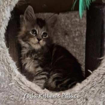 chaton Maine coon black silver blotched tabby Yoda Chatterie Kitten's Palace Elevage de Maine Coon