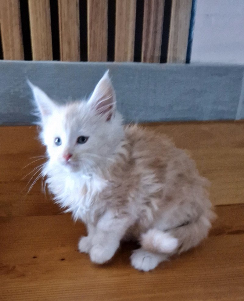 Zeus Kitten's Palace Mâle Maine coon polydactyle