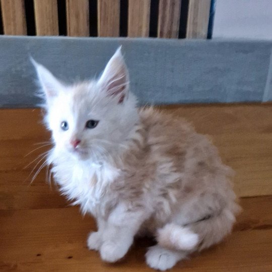 Zeus Kitten's Palace Mâle Maine coon polydactyle